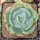 Echeveria 'Peach Girl' 3" Succulent Plant