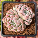 Echeveria 'Snowmint' Cluster 2" New Hybrid Succulent Plant