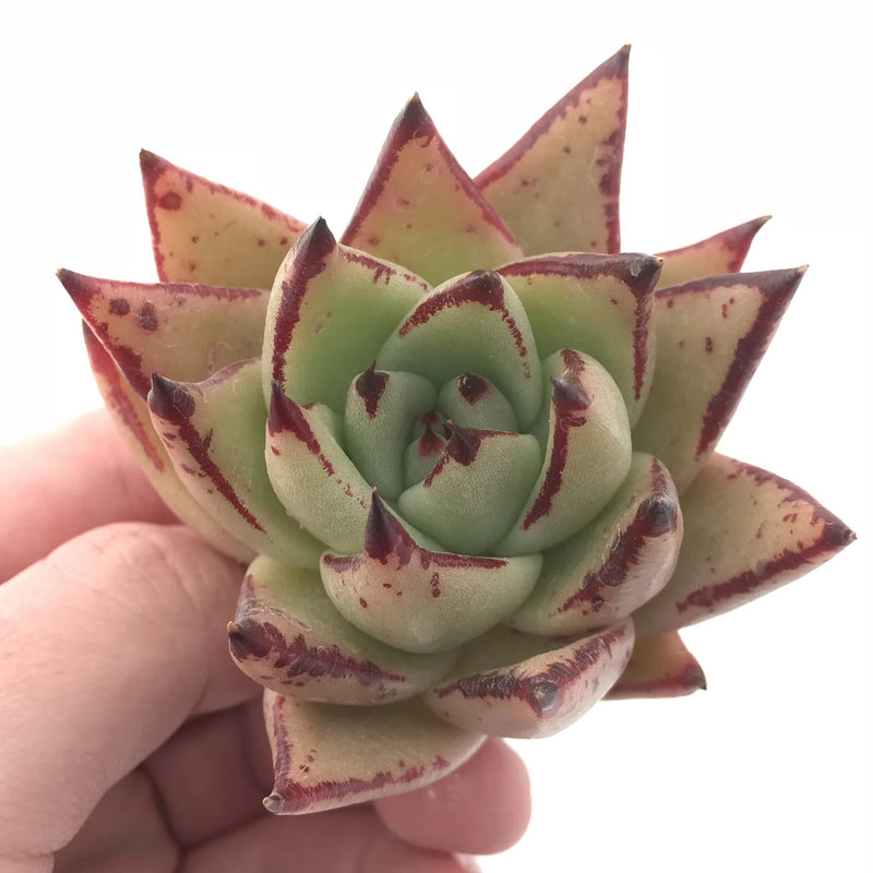 montana succulents Echeveria Agavoides Montana 2” Rare Succulent Plant