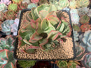Echeveria 'Black Hawk' 3" Cluster Succulent Plant