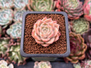 Echeveria 'Mario' Malgan Hybrid 1" Succulent Plant