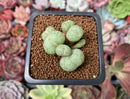 Conophytum 'Truncatum' 1" Succulent Plant