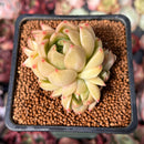 Echeveria 'Lemon Tree' 2" Air Magic Hybrid Cluster Succulent Plant