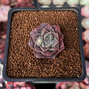 Echeveria 'Water Drop' 1" Succulent Plant