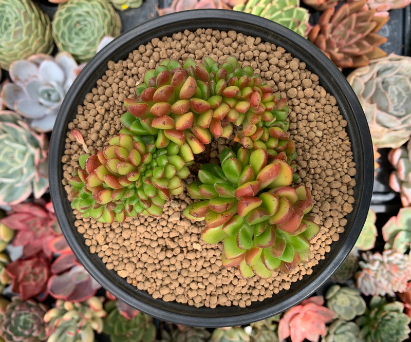 cristata succulent Cremneria 'Chubbs' Crested (Cremnophila linguifolia x Echeveria setosa –  True Succulents Plant Co