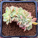 Echeveria 'Pansy' Crested 1" Succulent Plant