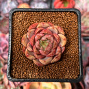 Echeveria 'Lucidium Roman' 1" Succulent Plant