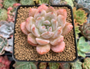 Echeveria 'Orange Monroe' 2"-3" Succulent Plant