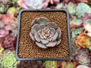 Echeveria 'Pinot Gris' 1" Succulent Plant