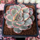 Echeveria 'Esther' Variegated 2" Succulent Plant
