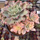 Echeveria 'Japan Moon River' Variegated 7"-8" Large Cluster Succulent Plant