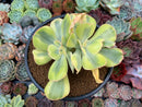 Echeveria 'Enfant' Variegated 4" Cluster Succulent Plant