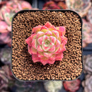Echeveria sp. 1" Small Succulent Plant