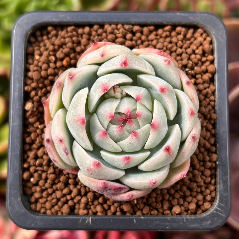 blue dolphin succulent Echeveria 'Blue Dolphin' 1" Succulent Plant