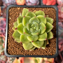Echeveria 'Coco' 2" Succulent Plant