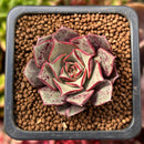Echeveria 'Longissima' 1" Small Succulent Plant