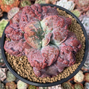 Echeveria 'Linguas' 4" Succulent Plant