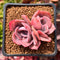 Echeveria 'Dusty Rose' 2" Succulent Plant