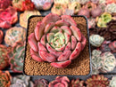 Echeveria 'Symphony' 2"-3" Succulent Plant