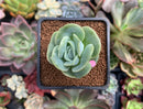 Echeveria 'Lovely Rose' 1" Succulent Plant