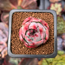 Echeveria 'Casio' Variegated 1" Succulent Plant