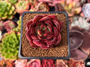 Echeveria Agavoides 'Utopia' 2" Succulent Plant