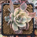 Echeveria 'Holwayi' Variegated 3" Succulent Plant