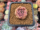 Echeveria 'Esca' 1" Small New Hybrid Succulent Plant