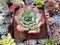 Echeveria 'Paul Shay' 2” Succulent Plant