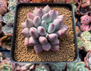 Pachyphytum 'Angels Finger' 4" Succulent Plant