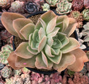 Echeveria 'Pastel' 5"-6" Succulent Plant
