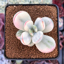 Cotyledon 'Orbiculata' Variegated 2" Succulent Plant