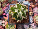 Echeveria 'Black Hawk' 2" Succulent Plant