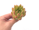 Echeveria Agavoides 'Pink Maria' Hybrid 2" Succulent Plant