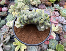 Echeveria 'Pulvinata 'Frosty' Crested 3" Succulent Plant