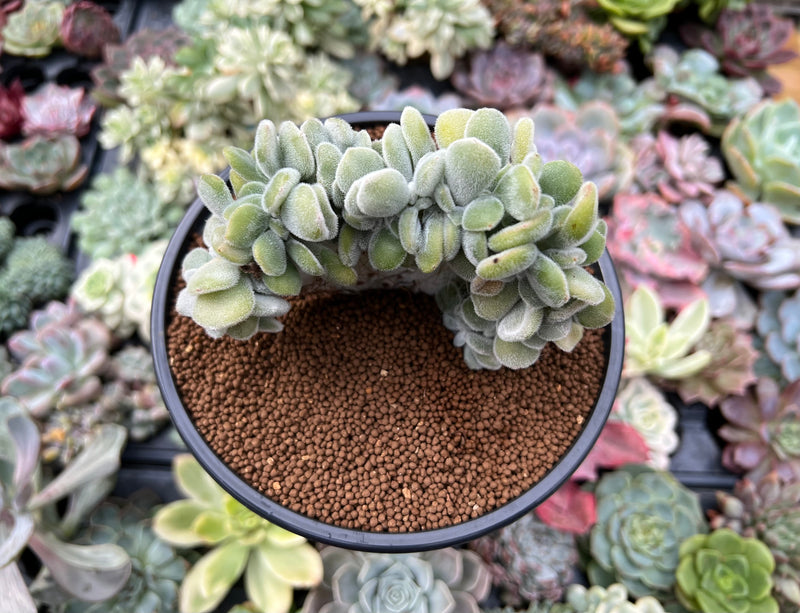 crested frosty succulent Echeveria 'Pulvinata 'Frosty' Crested 3" Succulent Plant – True Succulents Plant Co