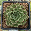 Echeveria Agavoides 'Sarabony' 2" Succulent Plant
