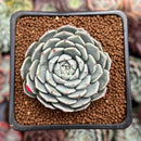 Echeveria 'Whicol' 2" Air Magic Hybrid Succulent Plant