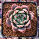 Echeveria 'Sharman' 2"-3" Succulent Plant