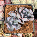 Echeveria 'Pignose' *Not E. Trumpet Pinky* 2" Succulent Plant