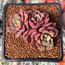 Echeveria 'SuperB' 2" New Hybrid Succulent Plant