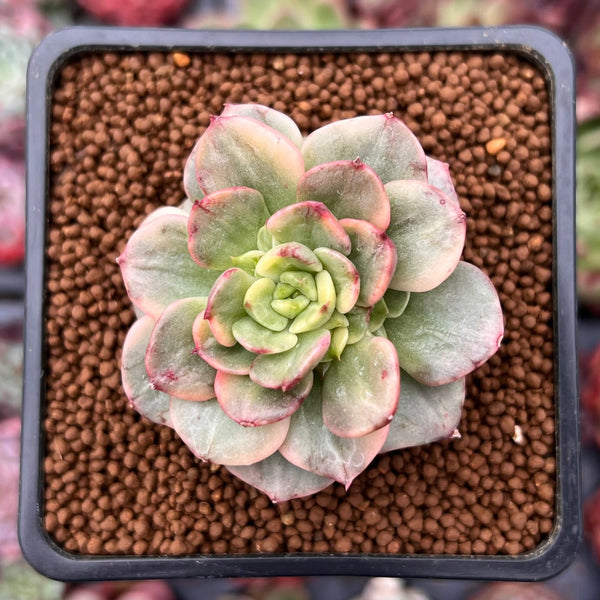 Sedeveria 'Rolly' Variegated 1" Succulent Plant