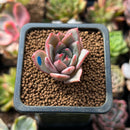 Echeveria sp. 1" Succulent Plant