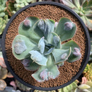 Echeveria 'Raindrop' 3" Succulent Plant