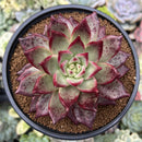 Echeveria Agavoides 'Red Plum' 4" Succulent Plant