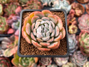 Echeveria 'Twin Berry' 2” Succulent Plant