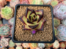 Echeveria Agavoides 'Gold Maria' Selected Clone 2" Succulent Plant