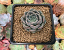 Echeveria 'Sunset' 1" Succulent Plant