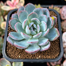Echeveria 'Red Powder' 2" Powdery Succulent Plant