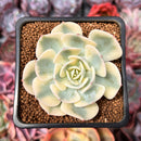 Echeveria 'Compton Carousel' 2" Succulent Plant